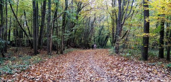 Sous-bois aux couleurs d\'automne