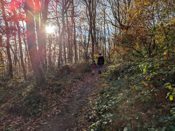 Sous bois avec soleil traversant