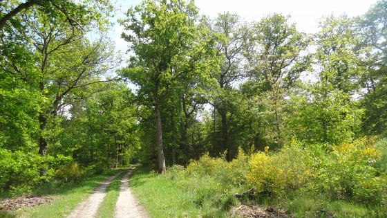 Sous-bois couvert de genêts