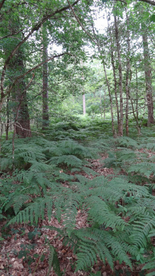 Sous-bois de fougères