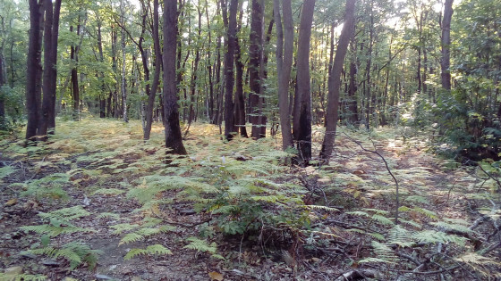 Sous-bois de fougères