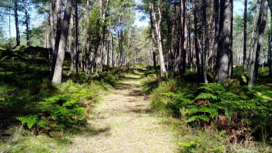 Sous-bois de fougères