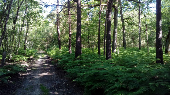 Sous-bois de fougères