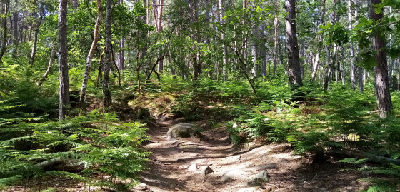 Sous-bois de fougères