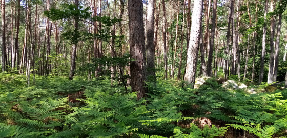 Sous-bois de fougères