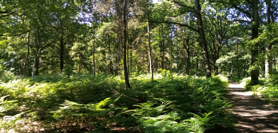 Sous-bois de fougères