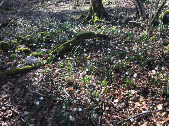 Sous-bois de nivéoles