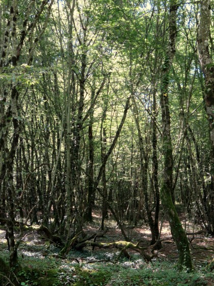 Sous-bois du Grand Fourchaud