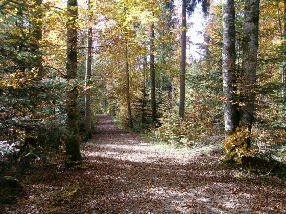 Sous-bois en automne