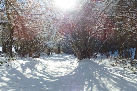 Sous-bois enneigé