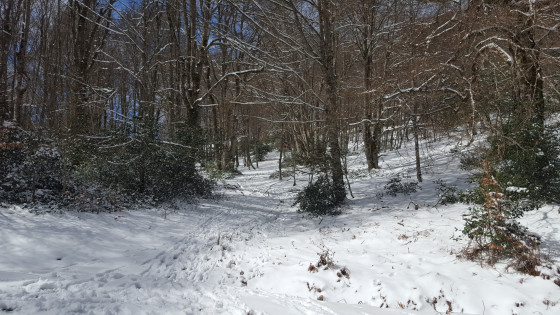 Sous bois enneigés