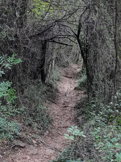 Sous-Bois menant &agrave; la Baume Robert