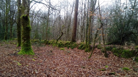 Sous-bois moussu