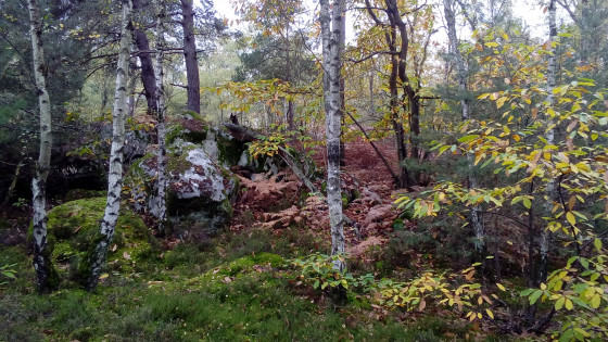 Sous-bois