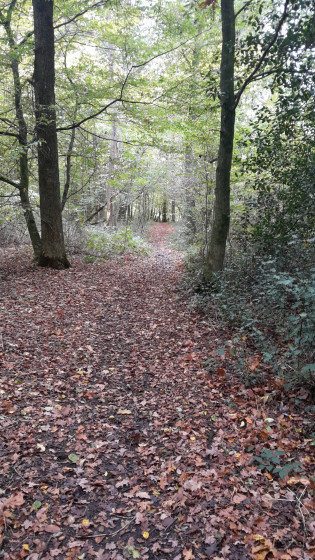 Sous-bois