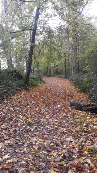 Sous-bois