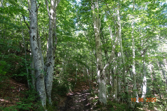 Sous-bois