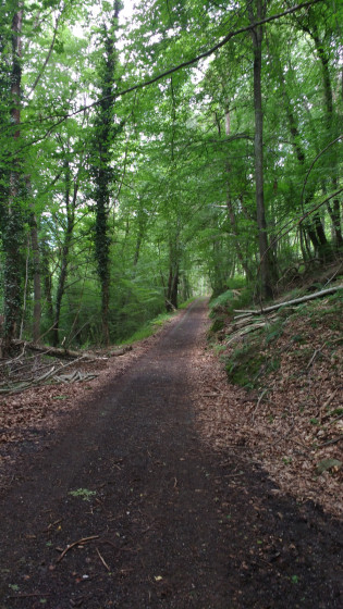 Sous-bois
