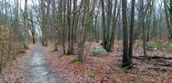 Sous-bois