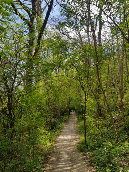 Sous-bois