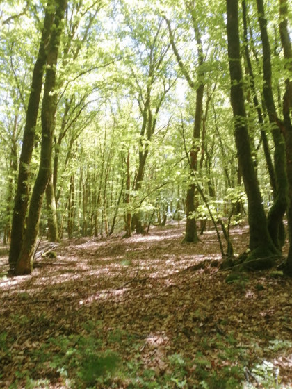 Sous bois