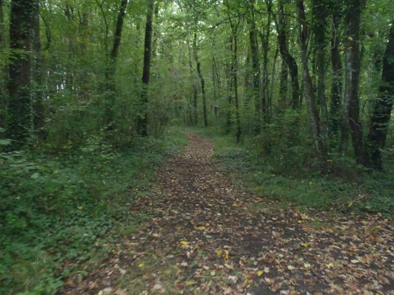 Sous bois