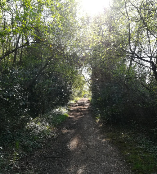 Sous-bois