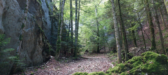 Sous bois