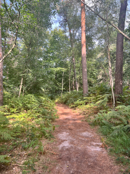 Sous Bois