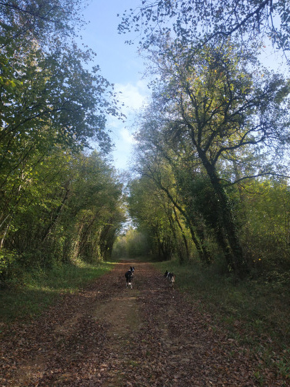 Sous bois