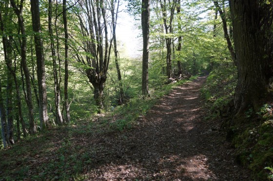 Sous-bois
