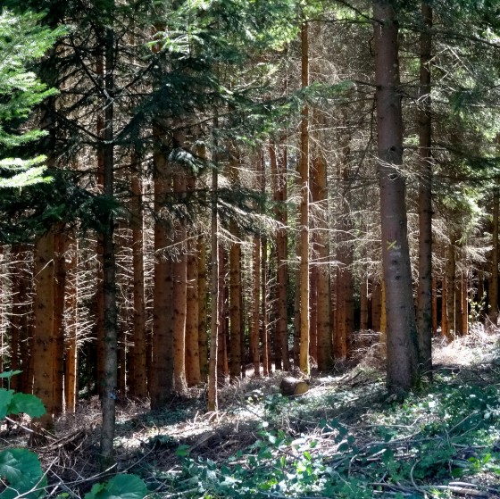 Sous bois