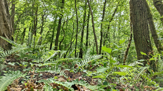 Sous-bois