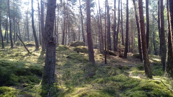 Sous-bois