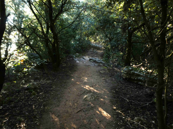 Sous-bois