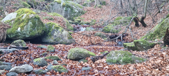 Sous-bois