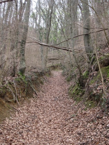 Sous Bois