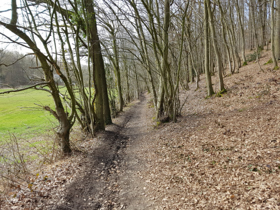 Sous-bois