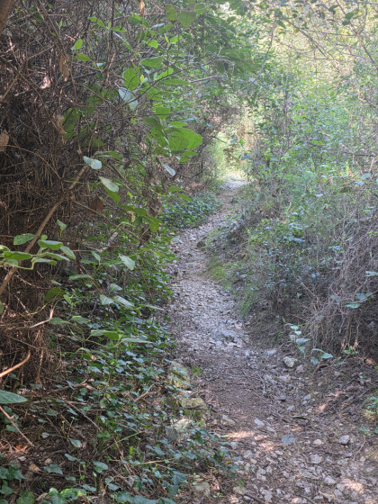Sous-bois