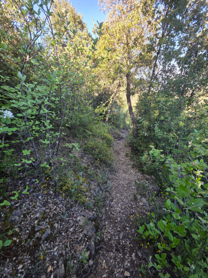 Sous -Bois