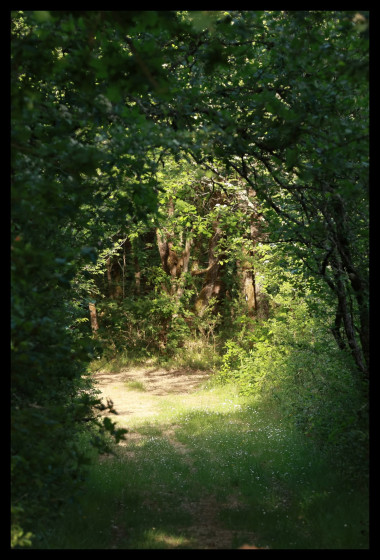 Sous bois