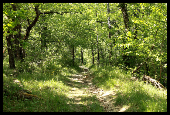 Sous bois