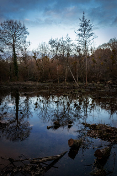 Sous-bois
