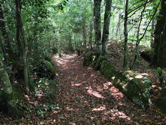 Sous-bois