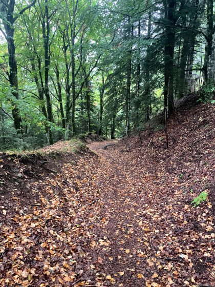 Sous-bois
