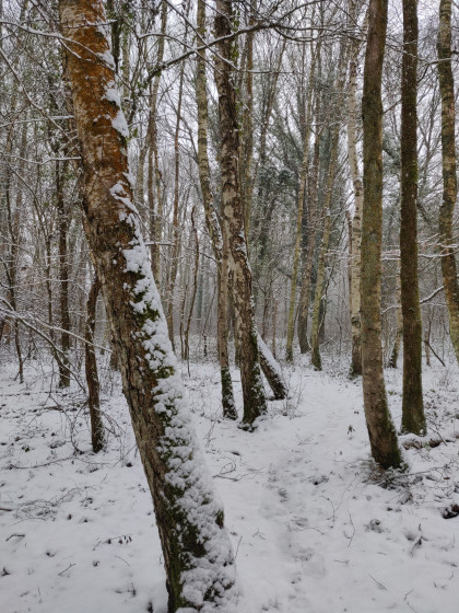 Sous la neige