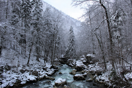 Sous la neige...