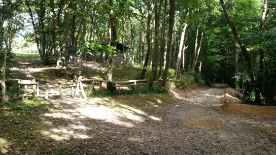 Sous le couvert des arbres