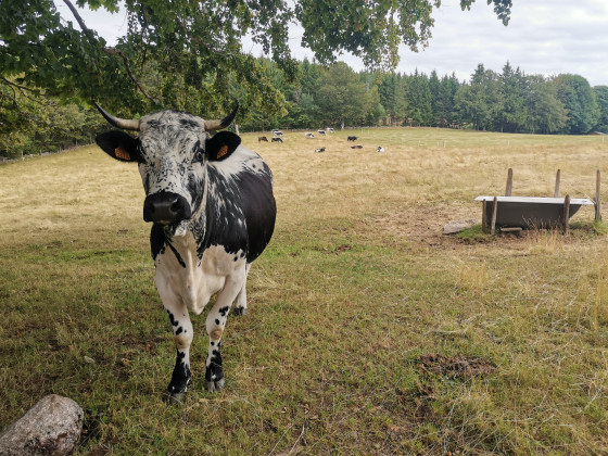 Vache Vosgienne