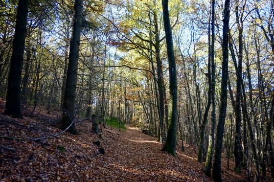 Sous les bois de Duerne
